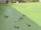 Greenfield Village-Ducks and Geese in pond