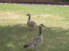 Greenfield Village-Geese