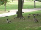 Greenfield Village-geese