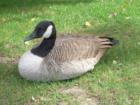 Canadian Goose