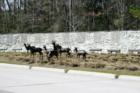 Welcome to the Woodlands - These beautiful deer greet you as you enter the Woodlands on Woodlands Parkway.