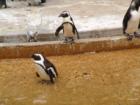 Baltimore Zoo