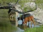 Schwertner cows drinking in Donahoe Creek