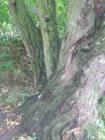 Moss covered tree along the Etobicoke Creek