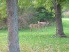 Wildlife so close to home !