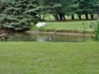 The pond at Marian Assisted Living in Brookeville.  Copyright 2006.  All rights reserved.