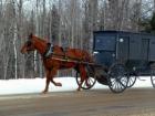 Trotting Home To Smyrna Thru Ludlow!