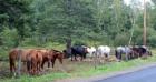 Horses At Living Waters In Weston, Town Below Orient On Grand Lake!