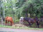 Munching Hay On Butterfield Landing Road Heading Into Grand Lake!!