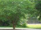 See the tennis courts and park? Back there, behind more trees!