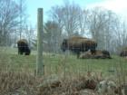 Oh Give Me a Home !!
      Buffalo Ranch-Pittsfield, NH