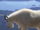 Up close and personal with a mountain goat while hiking Buffalo mountain.  