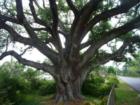 The Mississippi Gulf Coast is still gifted with awesome Elderly Live Oaks. This one was at West Old Pass. The resident came out to greet me when she saw me shooting. People love people who love their Oaks...