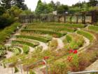 "Berkeley’s Historic Rose Garden  is a regional destination with its 3,000 rose bushes and 250 varieties of roses, along with breathtaking views of the San Francisco Bay and the Golden Gate Bridge."