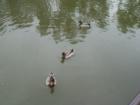 Follow the Leader!