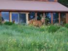 Deer in the yard in Mesa Cortina subdivision.