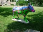 Miami Cow