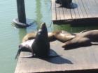 Seals at the Pier