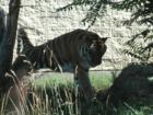 It's a zoo in there!  The Boise Zoo has a large variety of animals.