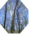 Sycamores are favorites of the family who enjoys them shining through winter and spring trees at a pond near Ottawa, Kansas in Franklin County