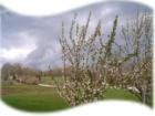 Storm clouds build behind the apple blossoms in a yard near Mansfield, MO. The area around Mansfield is known historically as the Land of the Big Red Apple.  
