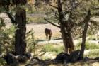 Central Oregon is Horse Country - Redmond and Terrebonne are the perfect locations for horses