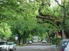 Typical of what you see when driving through Curtis Park...our City is the City of Trees.