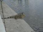 Iguana!