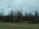 Not To Enterprising A Tree Stand Huh?  Maine Is 91% Wooded And Not Like This...Welcome To The Alton Bog That Is Like A Giant Dead Sea On Both Sides Of The Highway!