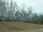 Argyle Has Lots And Lots Of White Birch Stands! Lots Of Folks Use These Just Birch Backdrops For Picture Taking!