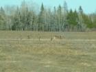 A Half Dozen Deer Look Nervously UP From Eating Last Year's Potatoes In This April Shot In Stacyville!