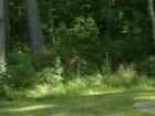 Beautiful Wild Life Roaming @ "Pillsbury Village"