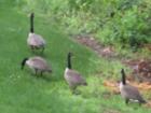 Wild life seen strolling @"Pillsbury Village"