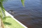 Backyard Aquarium in Hernando Beach!