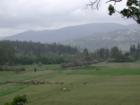 Elk in front of Bell Hill