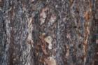 Bark of a Ponderosa Pine Tree