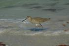 Sandpiper