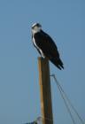 Osprey on Pass-A-Grille Beach