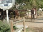 As always when out on the town in Norco "Horse Town USA" California bring the horses. From your Favorite Real Estate Agent.