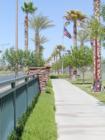 Palm trees and the American flag wave in the breeze at Community Park in Summerlin.