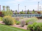 Desert landscaping in bloom adds color to Community Park in Summerlin.