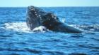 Gloucester offers Whale watching tours as well as Fishing Charters.