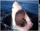 Sport Fishing out in the Atlantic Ocean