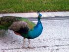 Peacock walking down the street in Summertrees Subdivision in Port Orange.