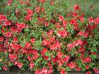Azalea blooms in the spring are beautiful all around Memphis.