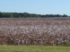 Cotton is grown all througout the Memphis area. In the fall it is easy to see when the crop is ready for harvest.