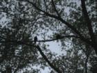 Bald Eagles in a tree in the East Nokomis Neighborhood in Minneapolis