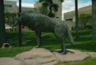 A Lobo, on the UNM campus