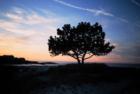 Wingaersheek Beach tree