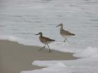 Shore birds on Wingaersheek Beach